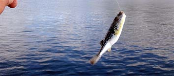 130826_1659fugu.jpg(16029 byte)