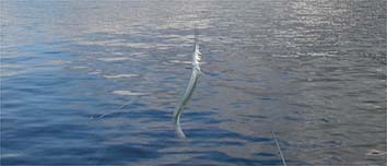 130826_1706sayori.jpg(13308 byte)