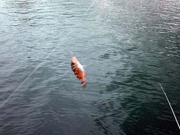 130906_1444gayako.jpg(51043 byte)