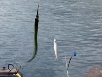 130906_1506triple.jpg(44758 byte)