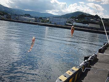 131002_1243kokko.jpg(63260 byte)