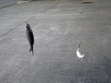 131002_1249tanago.jpg(48920 byte)