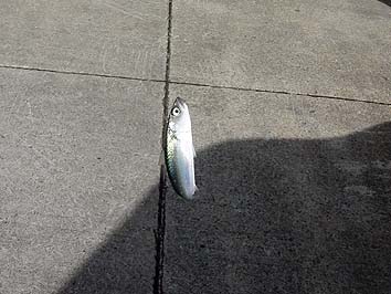 131002_1308saba.jpg(52926 byte)
