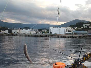 131002_1647mameaji.jpg(54883 byte)