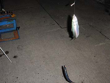 131002_1859uki.jpg(43510 byte)