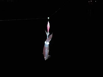 131002_2011mameika.jpg(28532 byte)