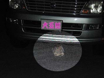 131002_2158neko.jpg(44334 byte)