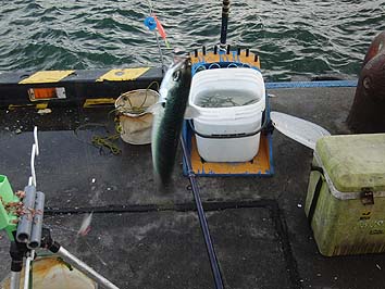 131007_1622saba.jpg(64107 byte)