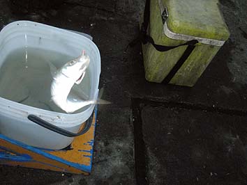 131007_1706aji.jpg(46521 byte)