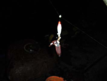 131007_1908mameika.jpg(32058 byte)