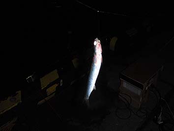 131007_1939katakuti.jpg(31556 byte)