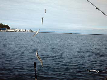 131022_1343tika.jpg(46585 byte)