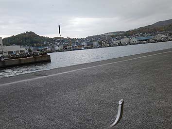 131029_1241tika.jpg(50927 byte)