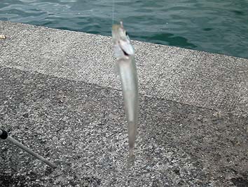 131029_1300tika.jpg(73446 byte)