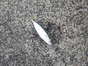 131029_1357saba.jpg(89973 byte)