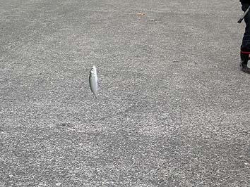 131029_1448saba.jpg(67109 byte)