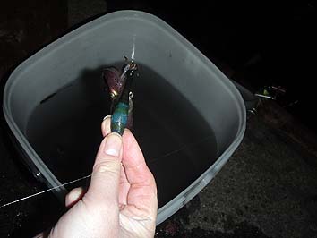 131029_1706mame.jpg(42752 byte)