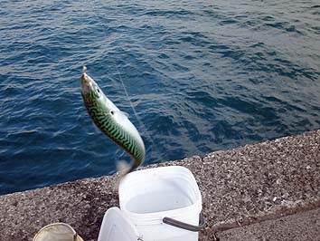 131116_1217saba.jpg(65775 byte)