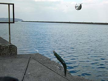 131116_1255saba.jpg(50362 byte)