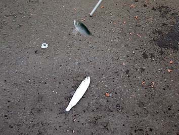 131116_1516nisin.jpg(60187 byte)