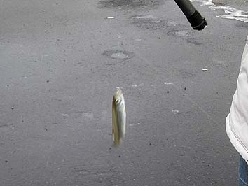 131203_1155tika.jpg(40795 byte)