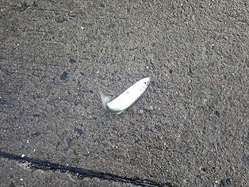 131203_1325nisin.jpg(77822 byte)