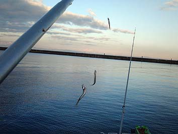 131203_1523tika.jpg(45464 byte)