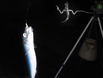 131203_1716nisin.jpg(34587 byte)