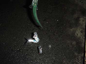 131203_1723nisin.jpg(48011 byte)