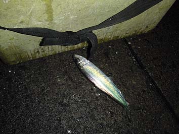 131203_1833nisin.jpg(54351 byte)