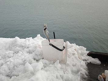 140108_1303tika.jpg(45352 byte)