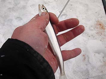 140108_1455tika.jpg(46606 byte)