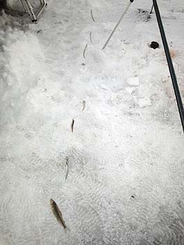 140108_1517tika.jpg(49744 byte)