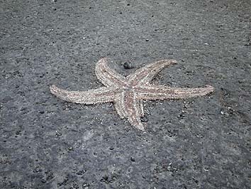 140512_1743hitode.jpg(68024 byte)