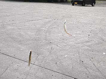 140702_1505tikadaburu.jpg(52787 byte)