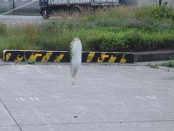 140714_1315fugu.jpg(56139 byte)