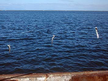 140826_1417sikoiwasi.jpg(62062 byte)