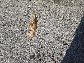 140826_1602syako.jpg(86407 byte)