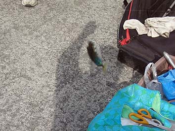 140923_1306saba.jpg(71168 byte)