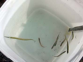 140923_1309kotikasayori.jpg(37665 byte)