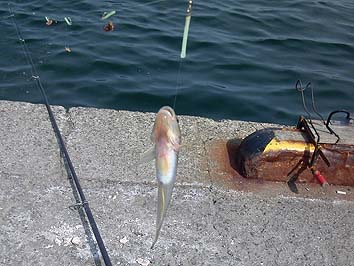 140923_1312haze.jpg(61345 byte)