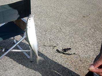 140923_1346saba.jpg(63691 byte)