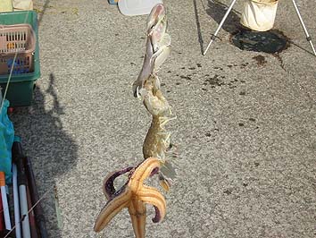 140923_1443hazesyakohitode.jpg(69873 byte)