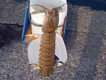 140923_1637syako.jpg(64001 byte)