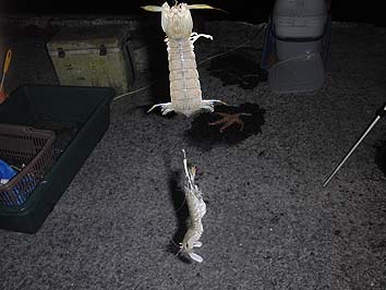 140923_1825syako.jpg(52436 byte)