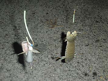 140923_1916hazesyako.jpg(67661 byte)