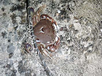 140923_1918kani.jpg(76816 byte)