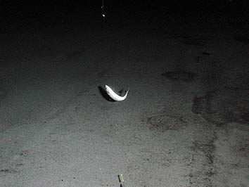 141001_0310saba.jpg(38553 byte)