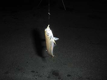 141001_0454aji.jpg(34522 byte)