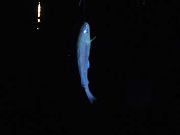 141001_0456komai.jpg(28708 byte)